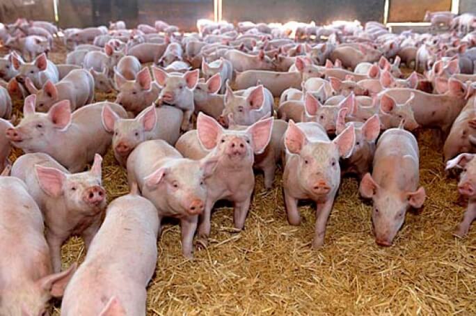 Pig farming business -" pig production