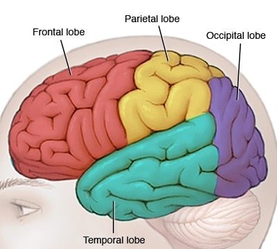Creative Power of The Brain - lobes in the brain