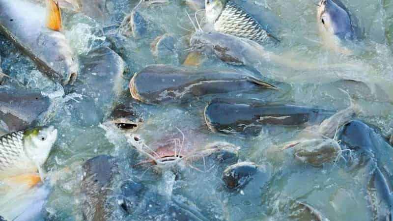 cage fish farming business plan