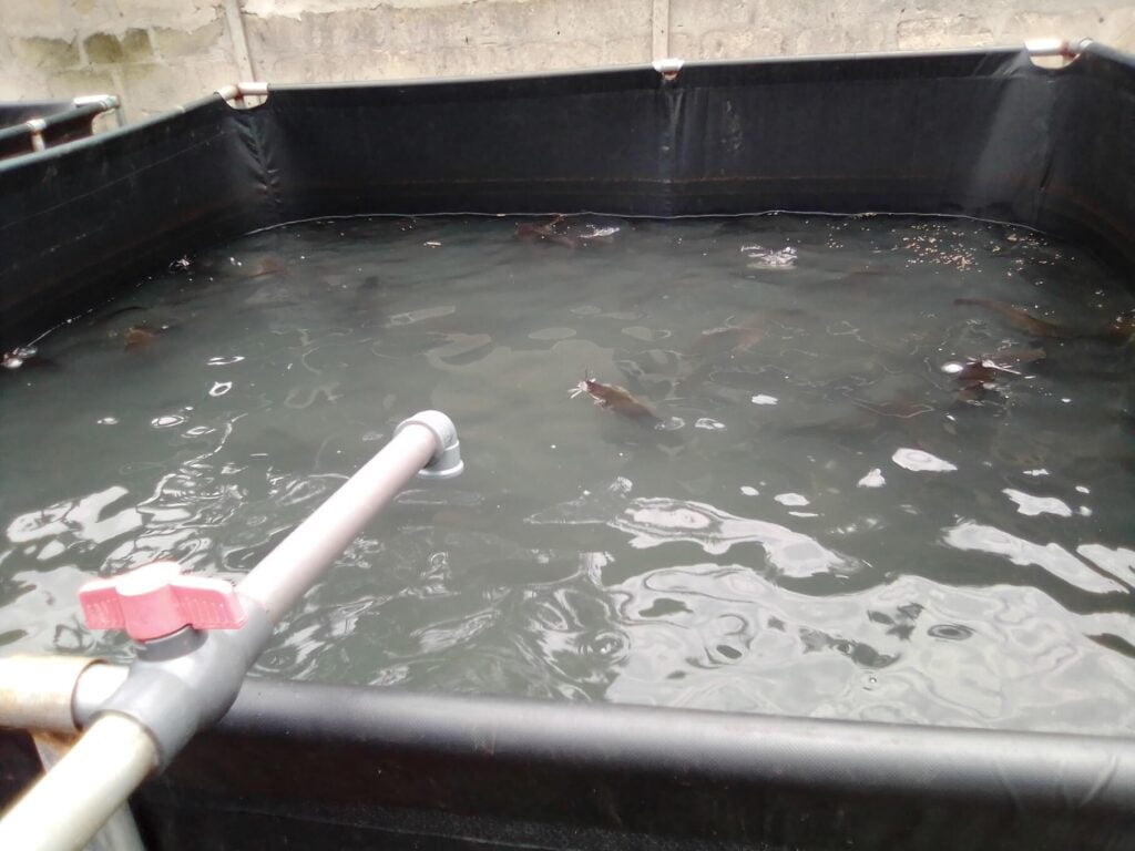 Setting Up Your Fish Farming Business 1