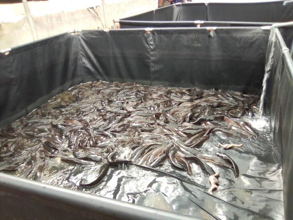 Setting Up Your Fish Farming Business 4
