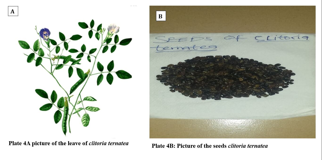 dormancy and seed germination of plant